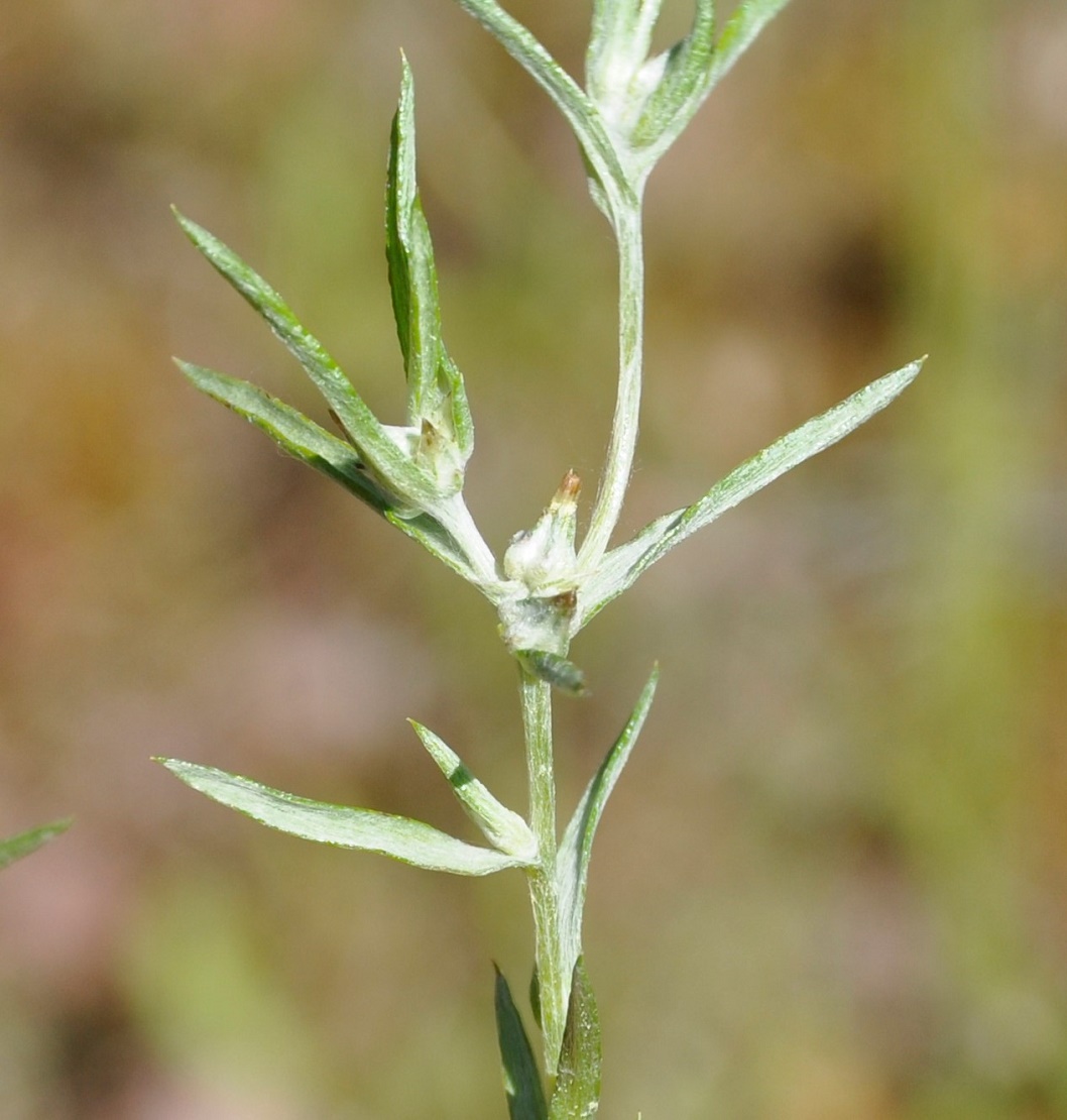 Image of Filago gallica specimen.