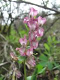 Corydalis cava