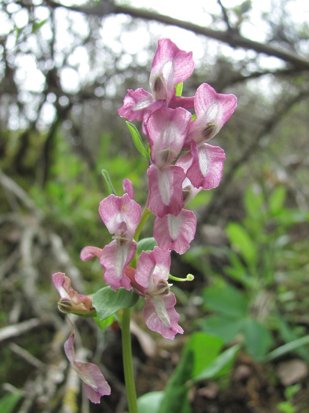 Image of Corydalis cava specimen.