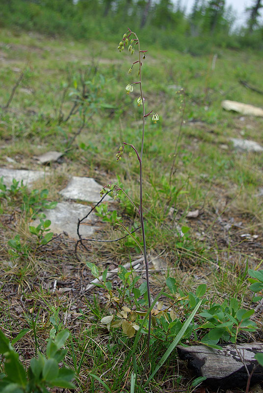 Image of Zigadenus sibiricus specimen.