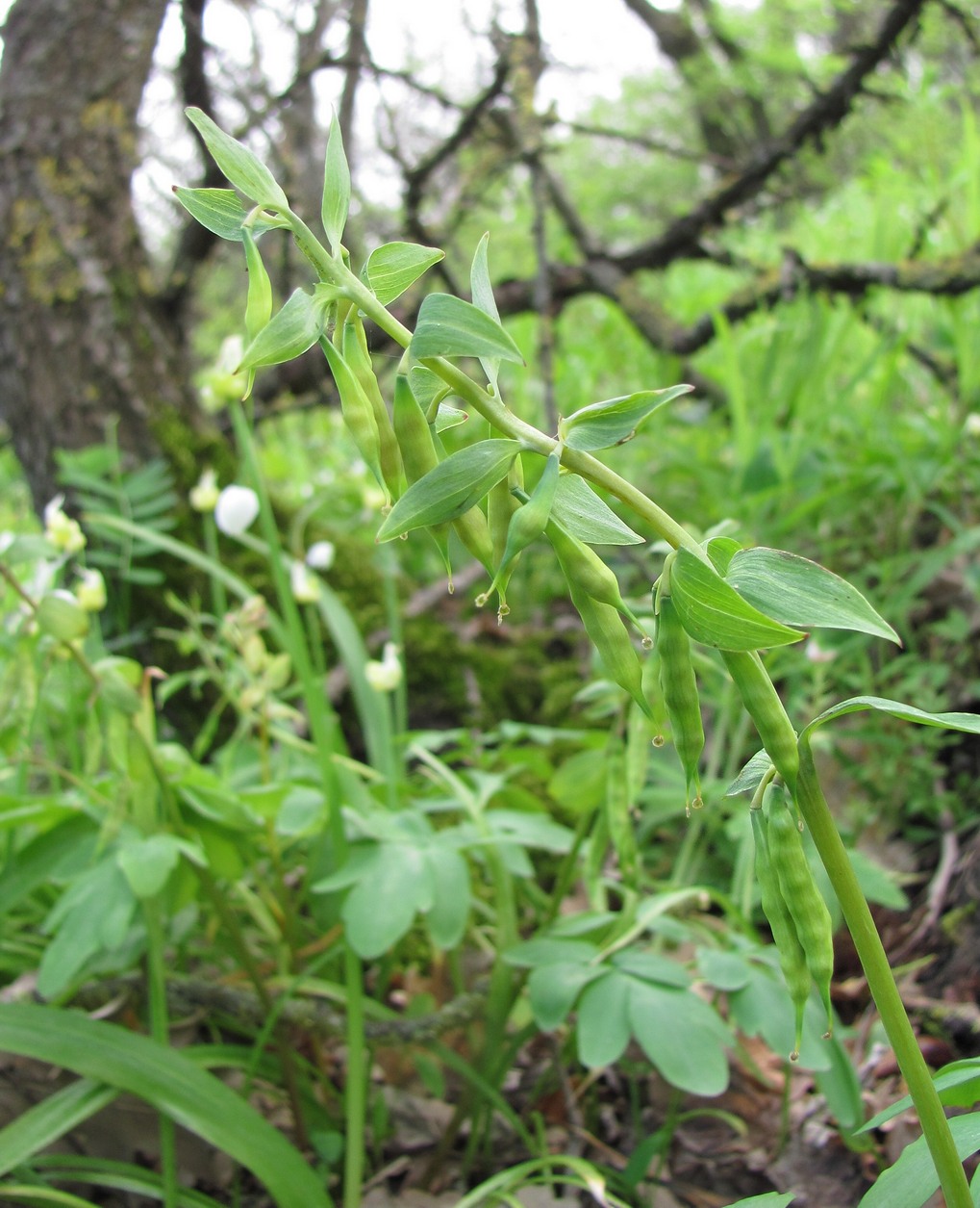 Image of Corydalis cava specimen.