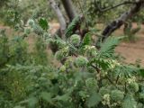 Urtica pilulifera. Верхушка цветущего и плодоносящего побега. Греция, Эгейское море, о. Парос, пос. Дриос, возле забора в оливковом саду. 25.04.2019.