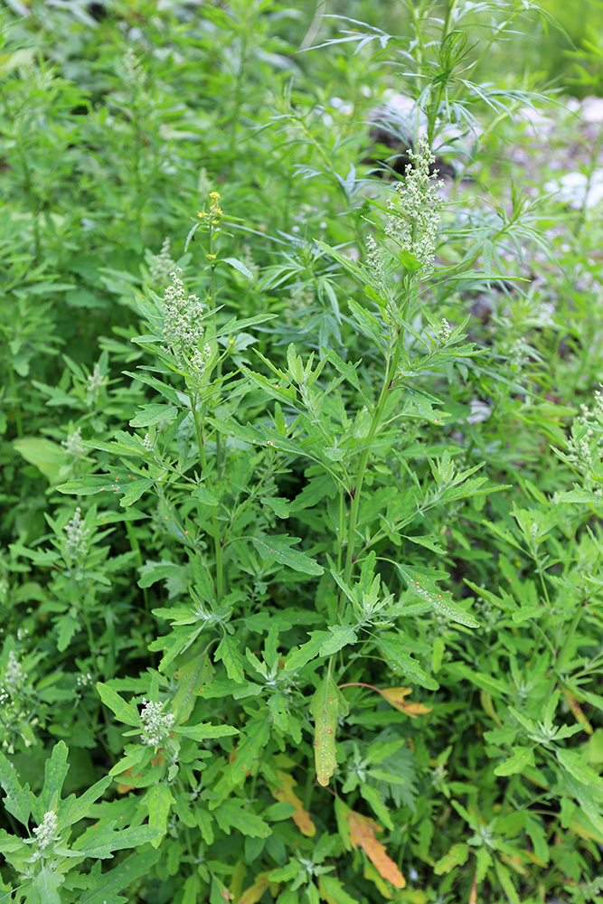 Image of Chenopodium ficifolium specimen.