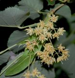 Tilia mandshurica