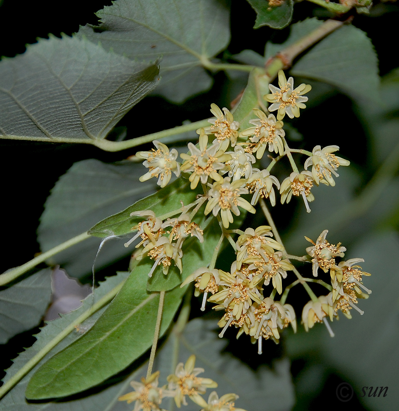 Image of Tilia mandshurica specimen.