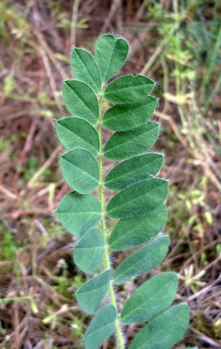 Изображение особи Astragalus tanaiticus.