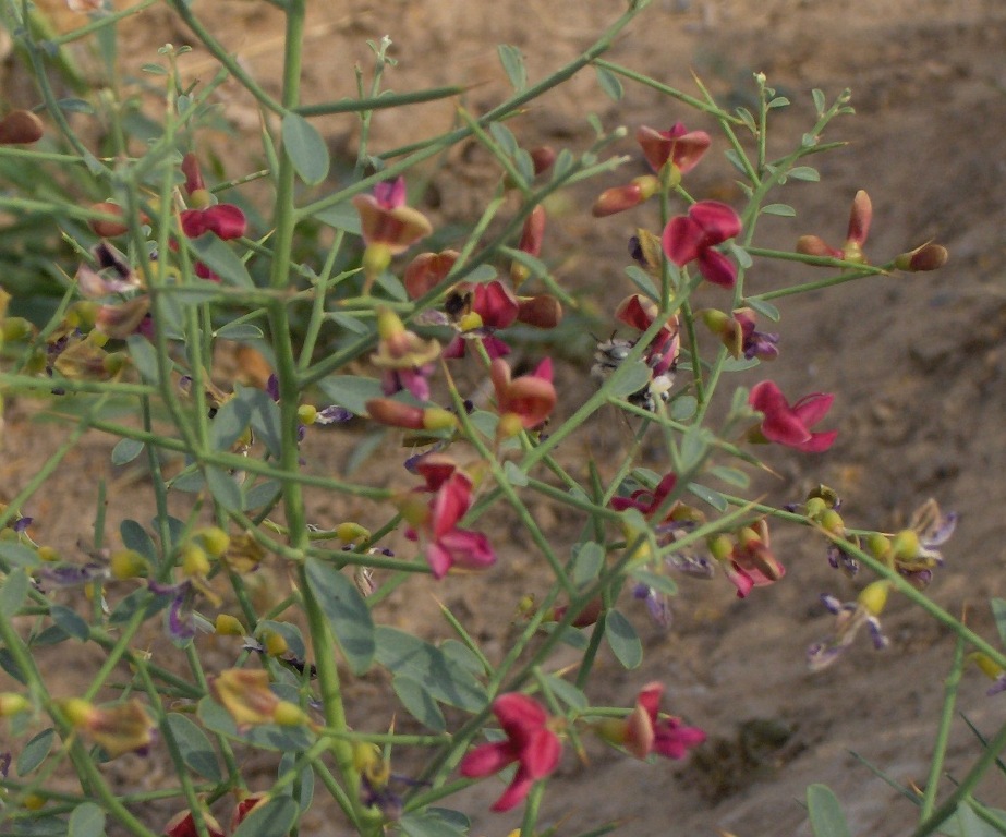 Image of Alhagi persarum specimen.