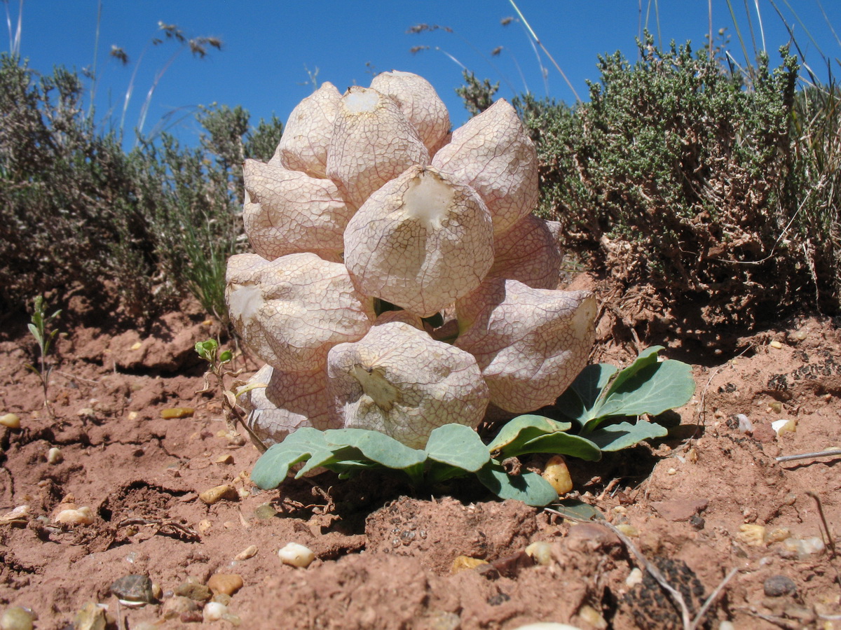 Image of Leontice incerta specimen.