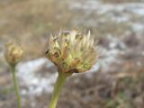 Cephalaria uralensis. Соплодие. Краснодарский край, окр. г. Новороссийск, гора Лысая-Новороссийская, каменистый склон. 24.09.2019.