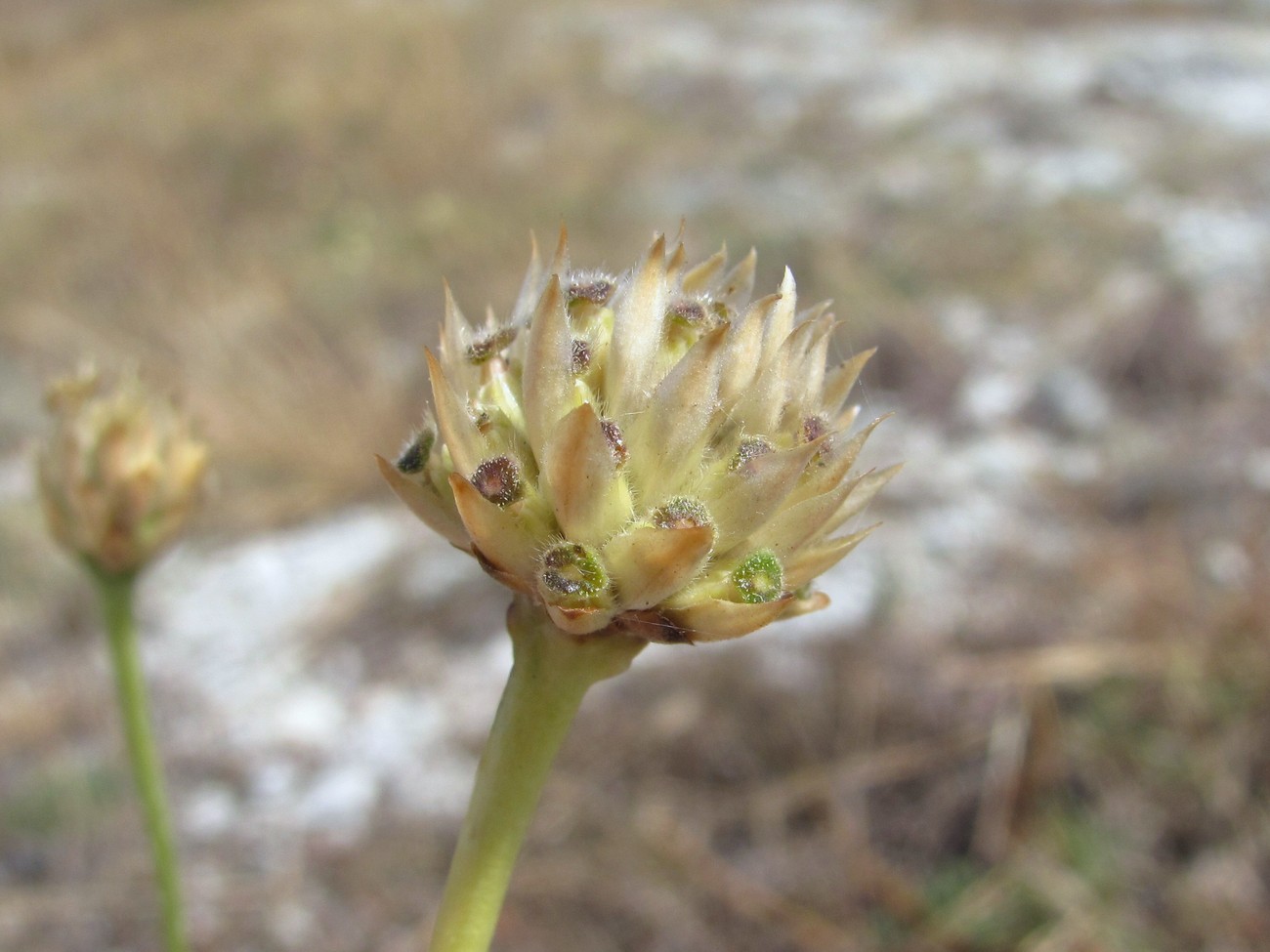 Изображение особи Cephalaria uralensis.