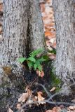 Polypodium sibiricum