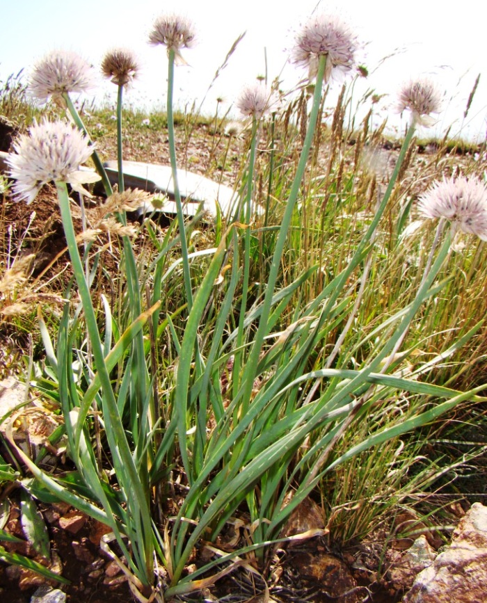 Изображение особи Allium pseudostrictum.