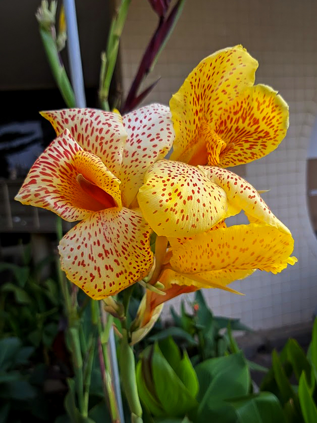 Изображение особи Canna &times; orchiodes.