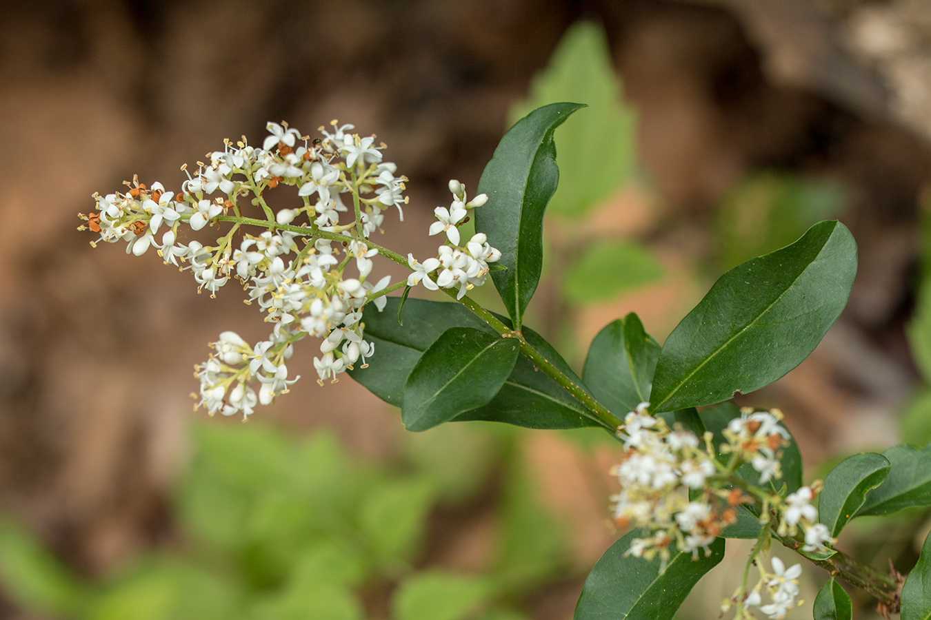 Image of Ligustrum vulgare specimen.