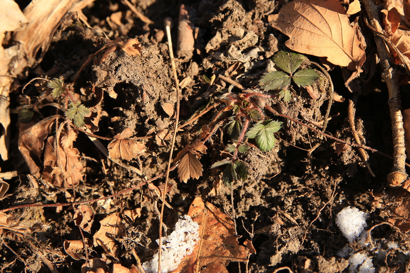 Image of Potentilla fragarioides specimen.