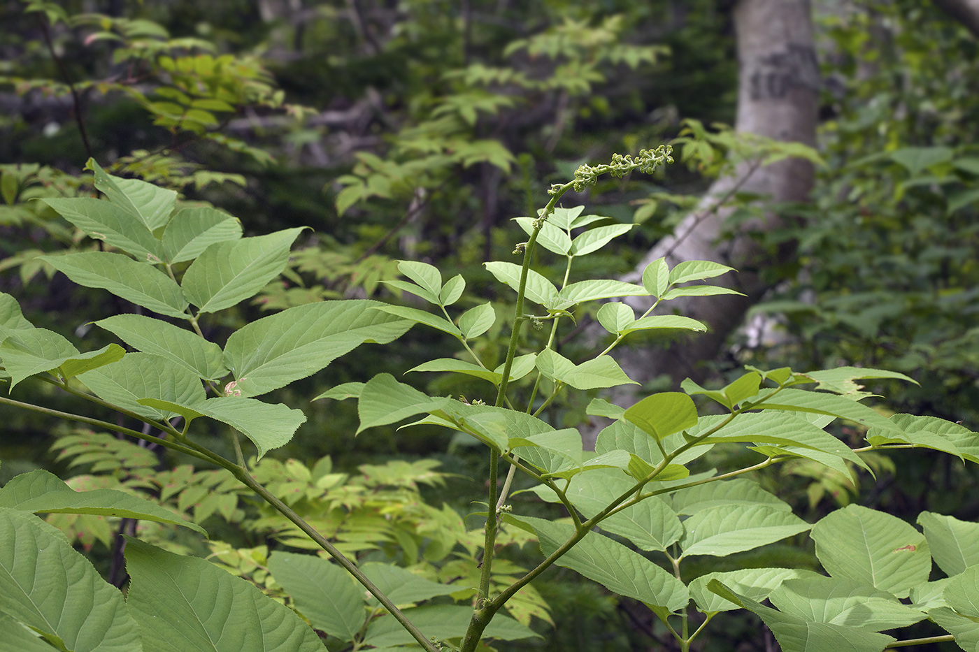 Изображение особи Aralia cordata.