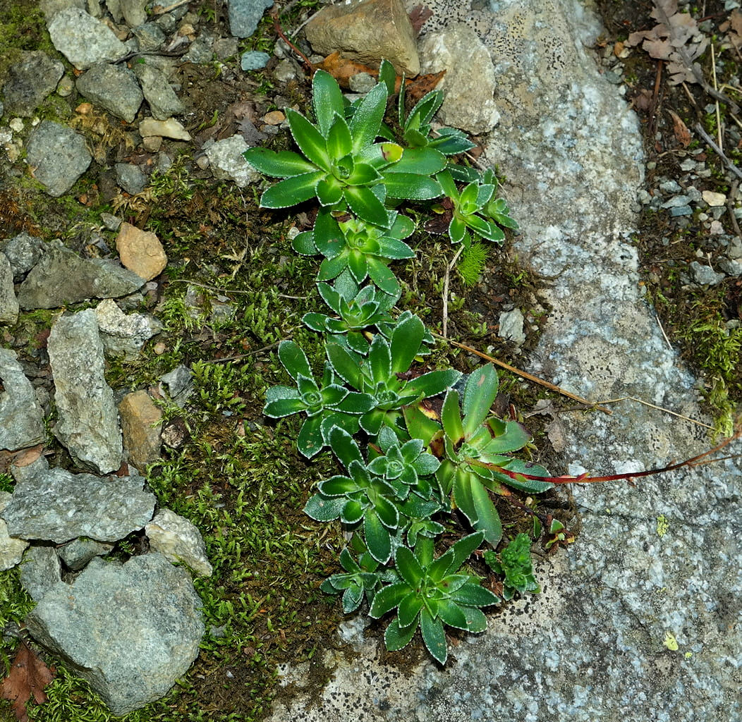 Image of Saxifraga cartilaginea specimen.