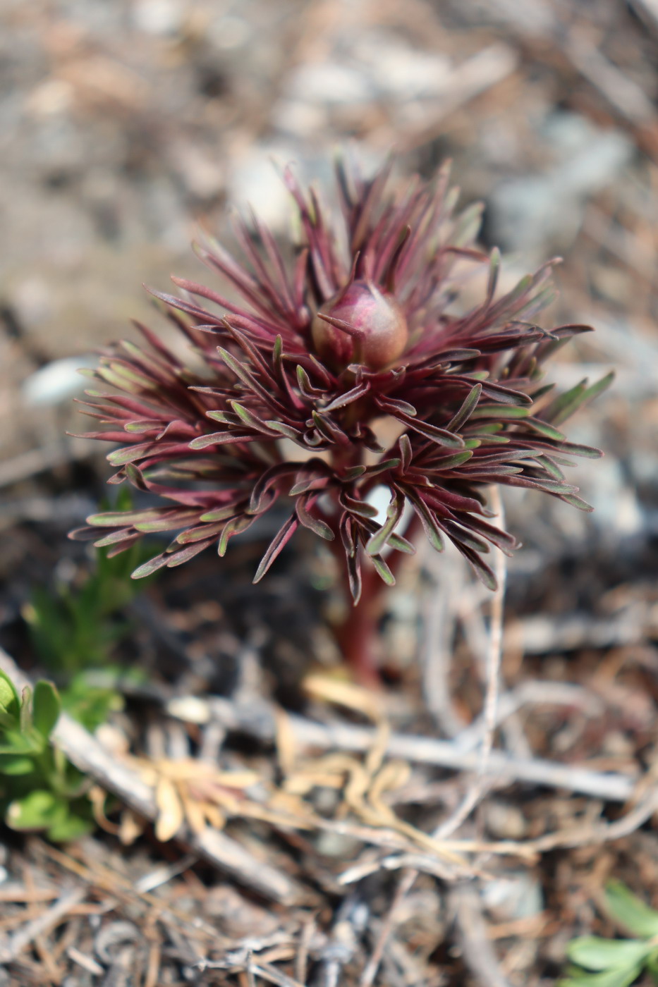 Image of Paeonia anomala specimen.