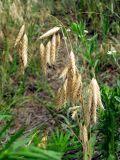 Bromus squarrosus