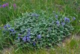 Dracocephalum imberbe. Цветущие растения (в левом верхнем углу видны соцветия Oxytropis). Алтай, Улаганский р-н, окр. с. Акташ, Курайский хребет, гора Лысуха, ≈ 2500 м н.у.м., альпийский луг. 21.07.2019.