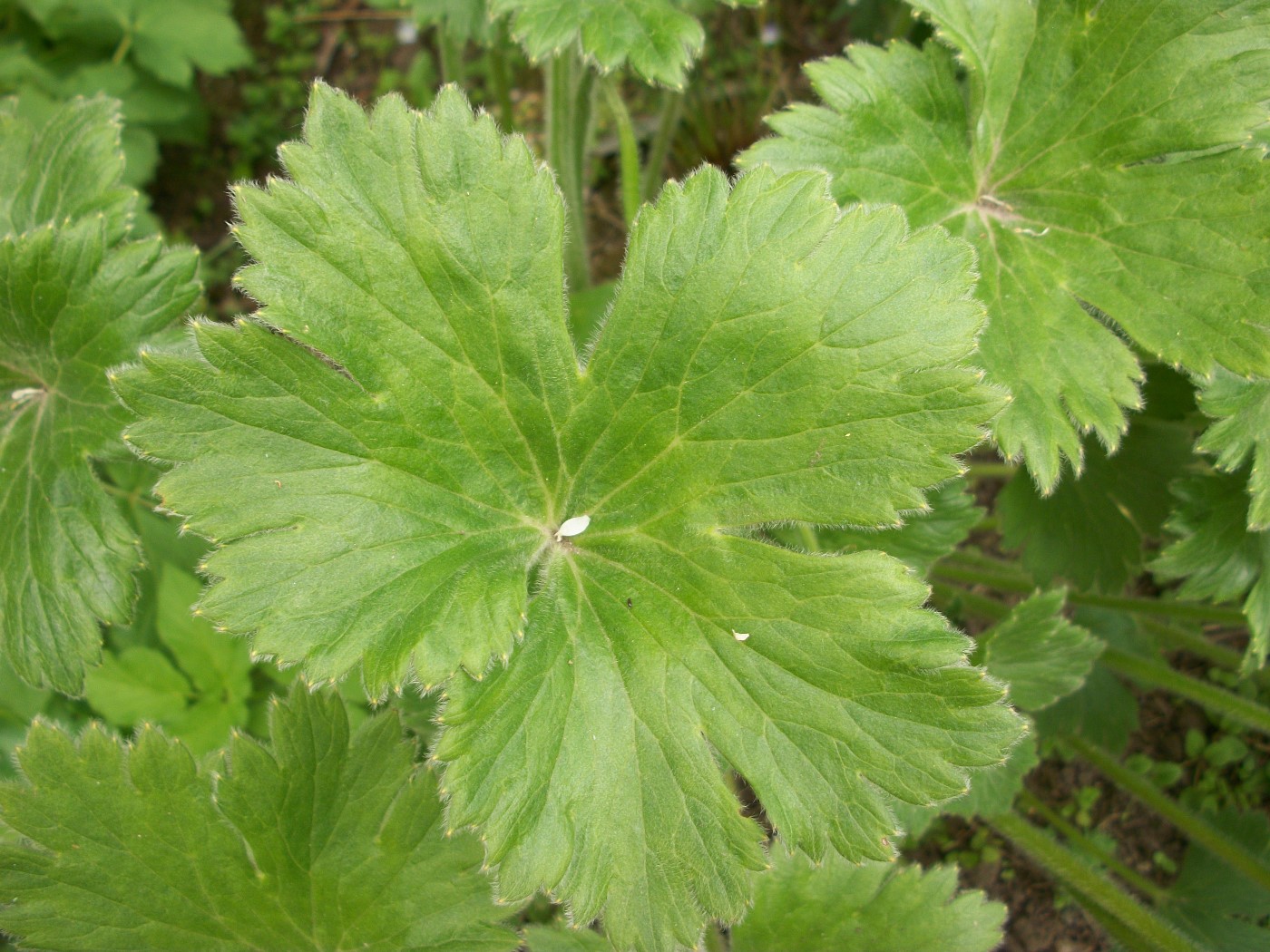 Изображение особи Anemonastrum polyanthes.