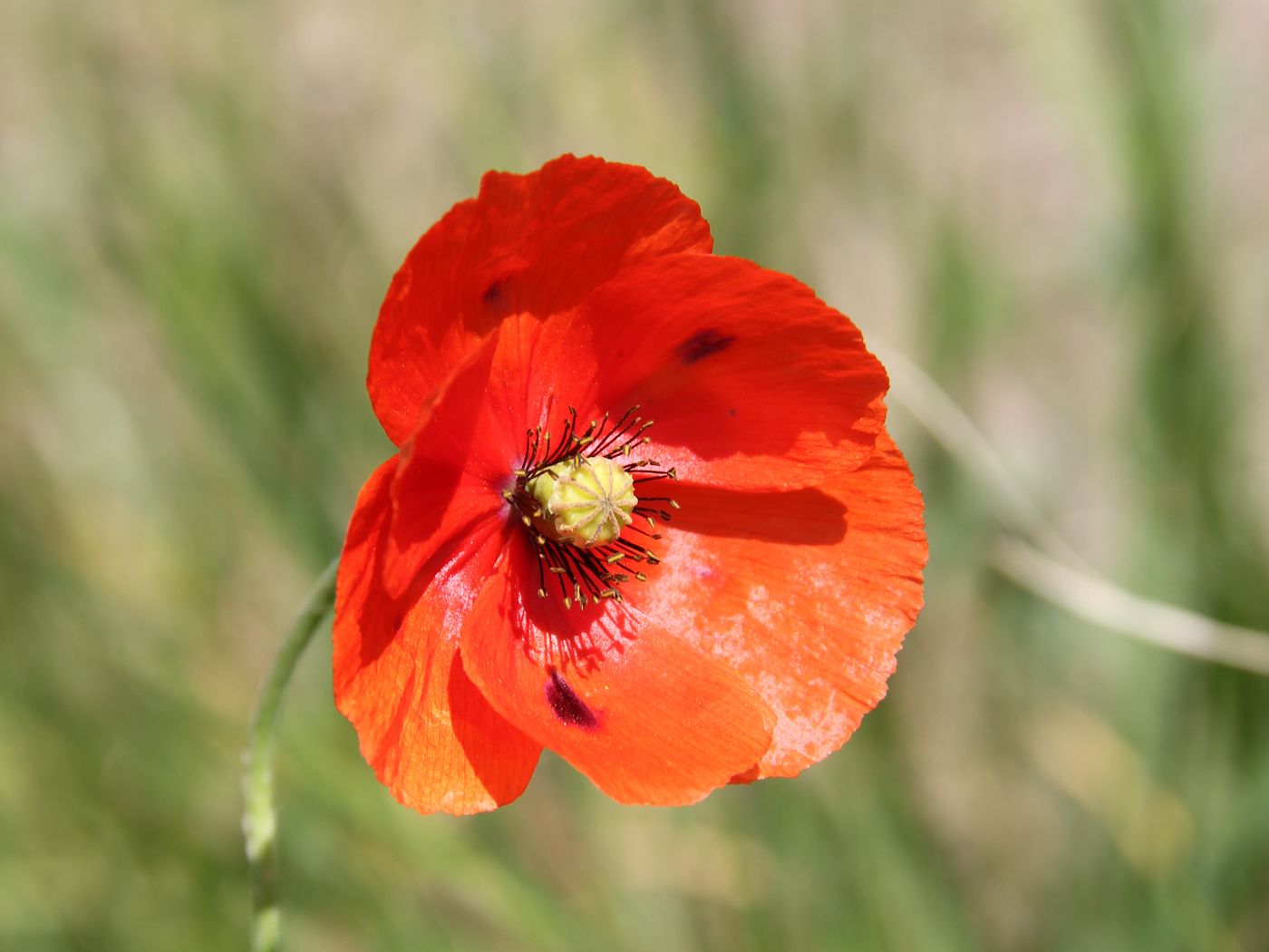 Image of Papaver litwinowii specimen.