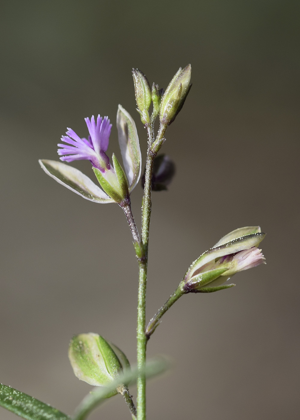 Image of Polygala rupestris specimen.