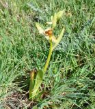 Ophrys bornmuelleri