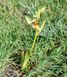 Ophrys bornmuelleri