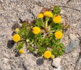 Anthemis rigida