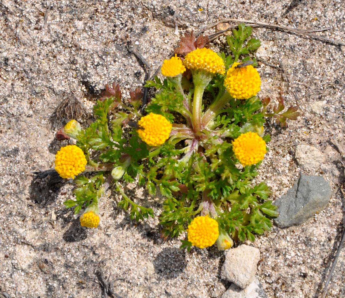 Изображение особи Anthemis rigida.