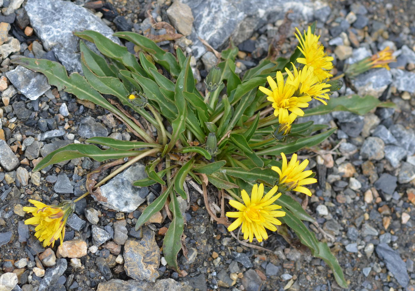 Изображение особи Taraxacum pseudoatratum.