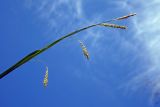 Carex sylvatica