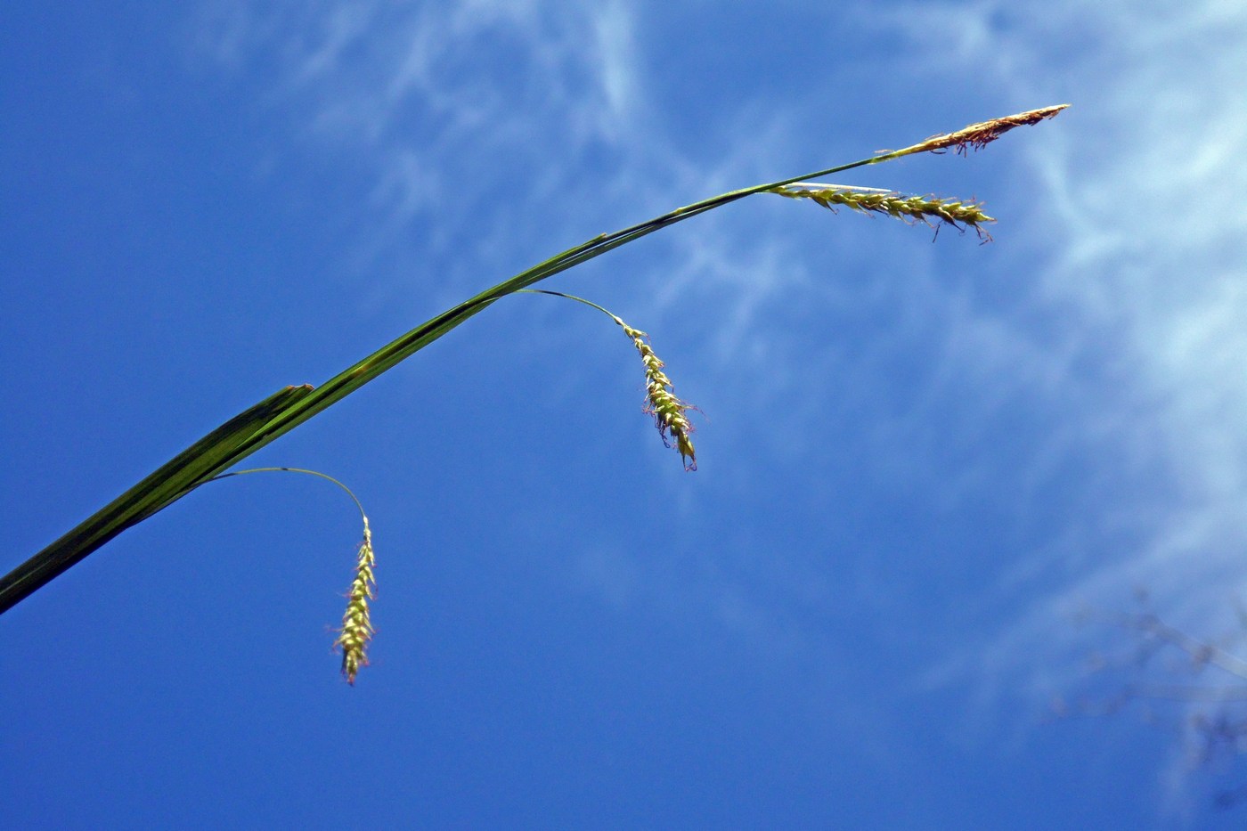 Изображение особи Carex sylvatica.