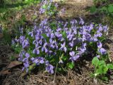 View full-size image genus Viola