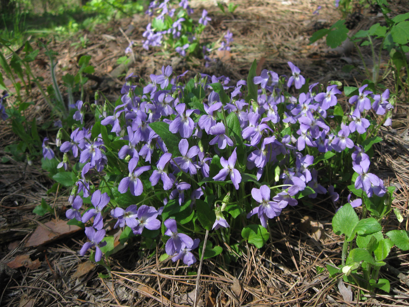 Image of genus Viola specimen.