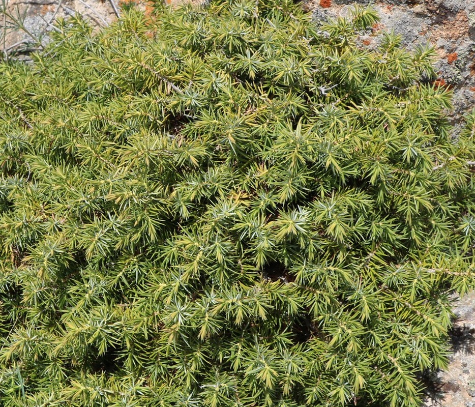 Image of Juniperus oblonga specimen.