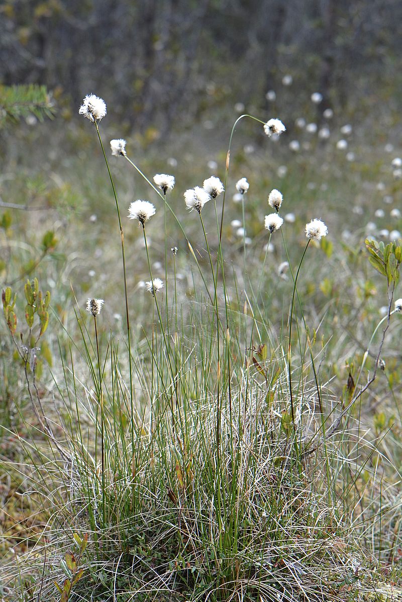 Изображение особи Eriophorum vaginatum.