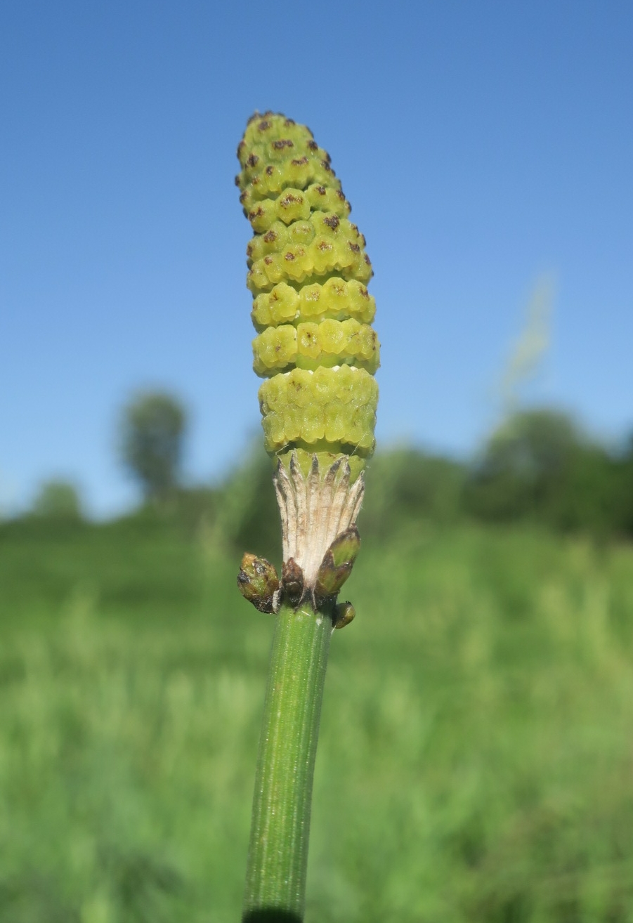 Изображение особи Equisetum ramosissimum.