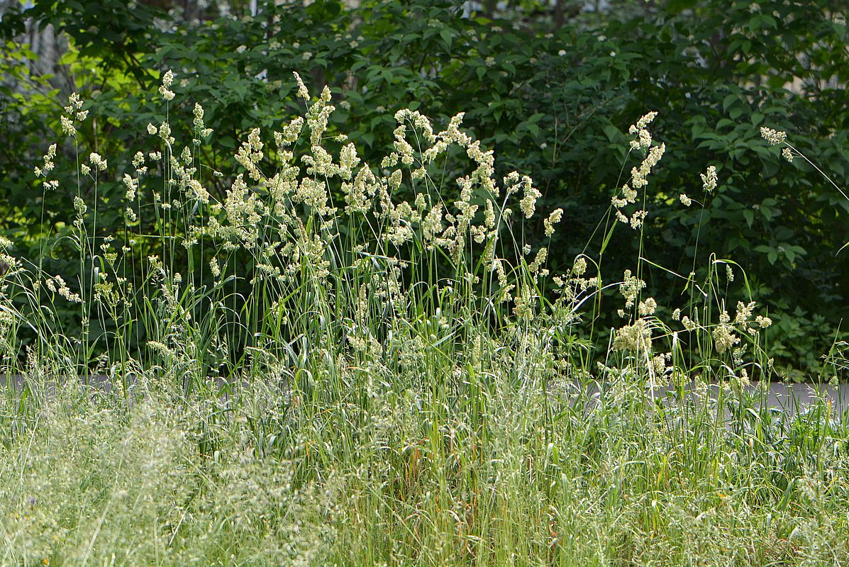 Изображение особи Dactylis glomerata.