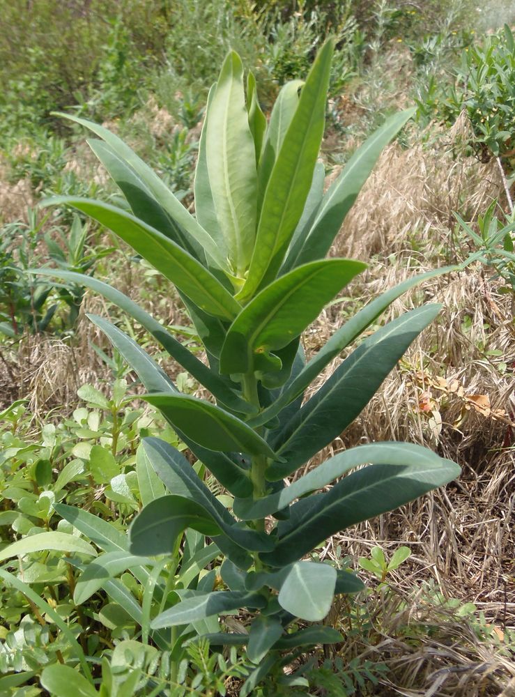 Image of Euphorbia agraria specimen.