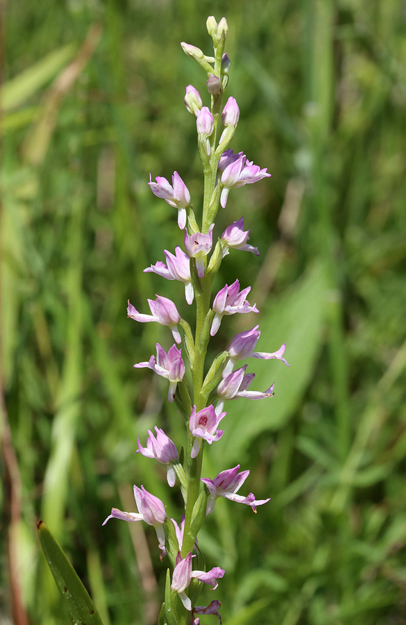 Изображение особи Dactylorhiza iberica.