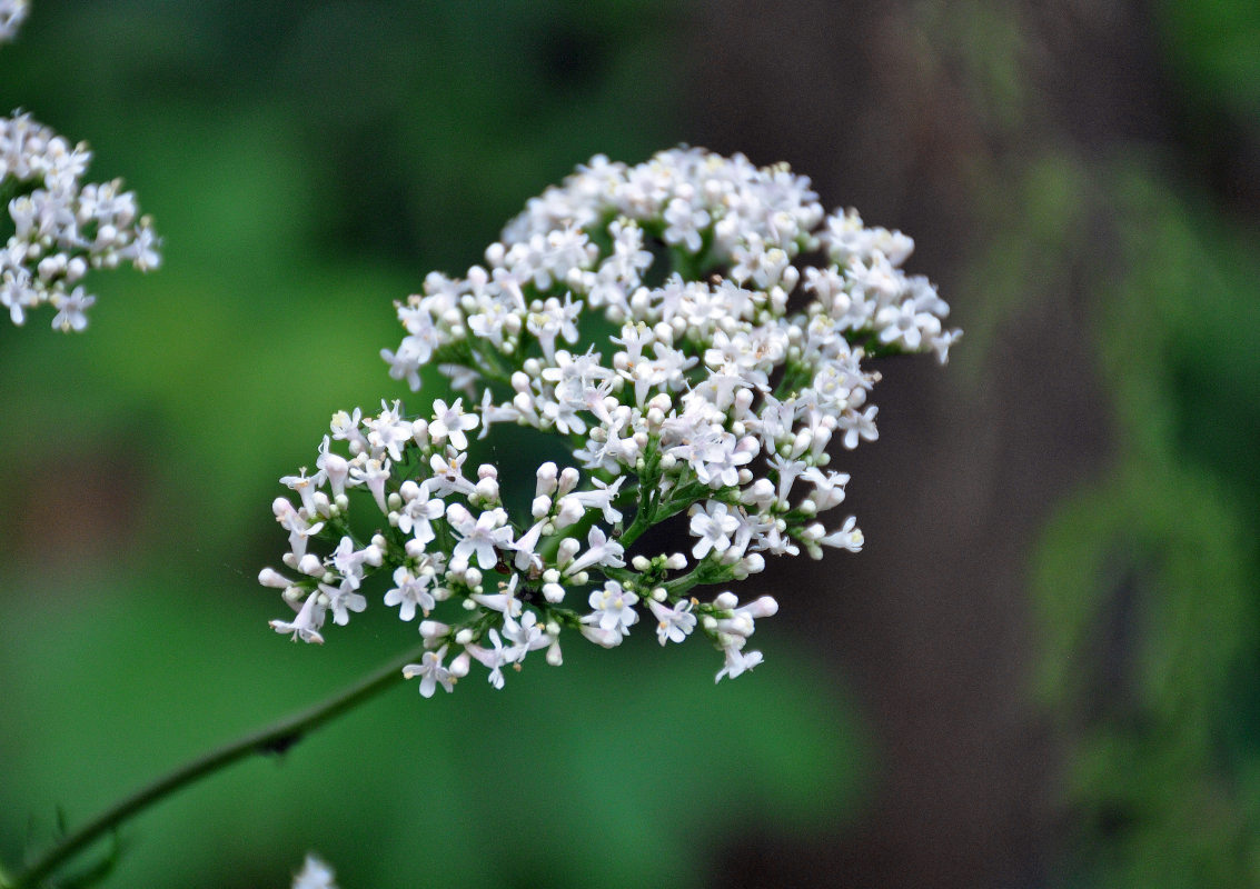 Изображение особи Valeriana officinalis.