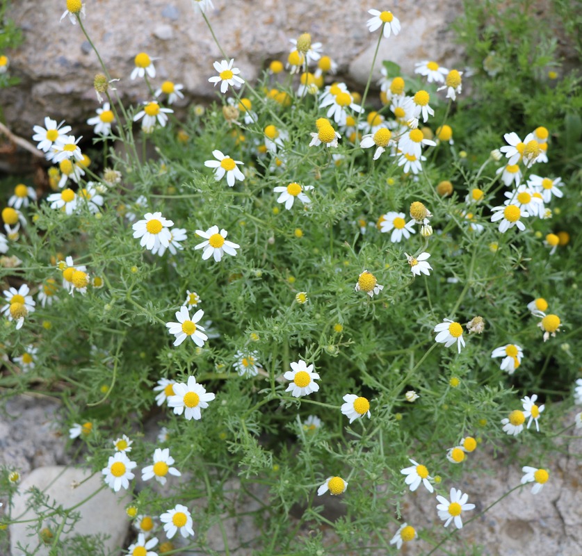 Image of genus Anthemis specimen.