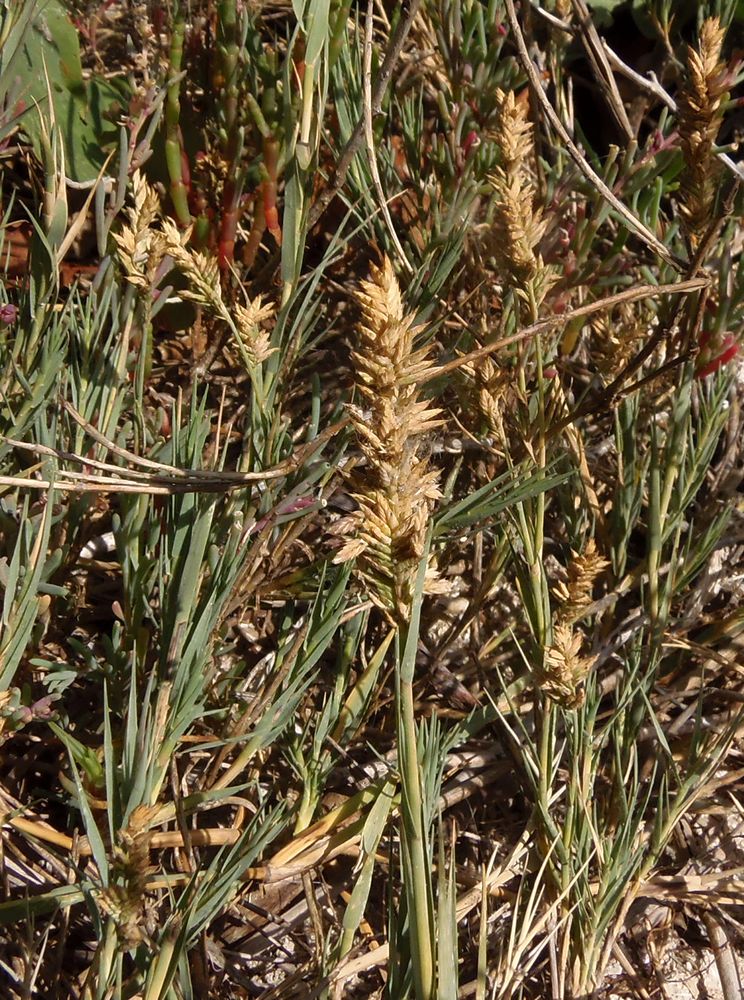 Image of Aeluropus littoralis specimen.