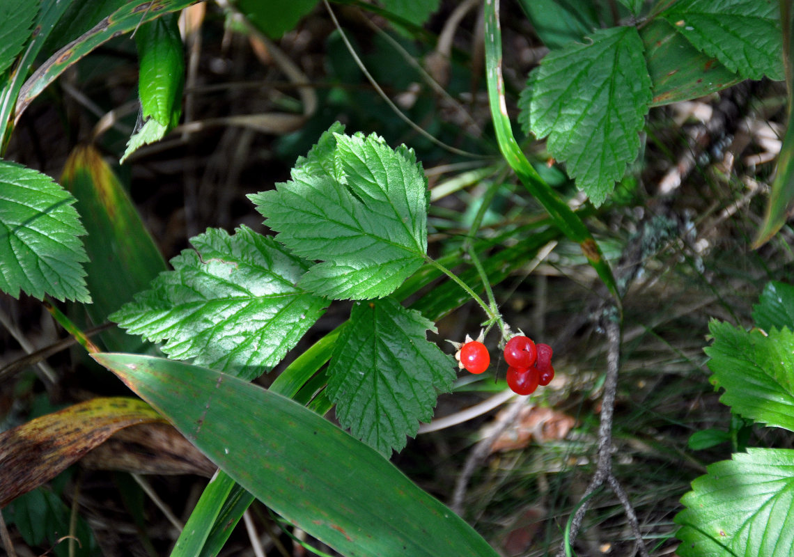 Image of Rubus saxatilis specimen.