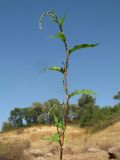 Persicaria hydropiper. Верхушка расцветающего растения. Казахстан, Западный Тянь-Шань, Киргизский хр., ущ. Мерке, ≈ 1200 м н.у.м., у ирригационного арычка в приустьевой части ущелья. 27 августа 2019 г.