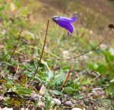 Campanula albovii. Цветущее растение. Адыгея, Кавказский биосферный заповедник, ур. Яворова Поляна, ≈ 1900 м н.у.м., субальпийский луг. 03.10.2015.