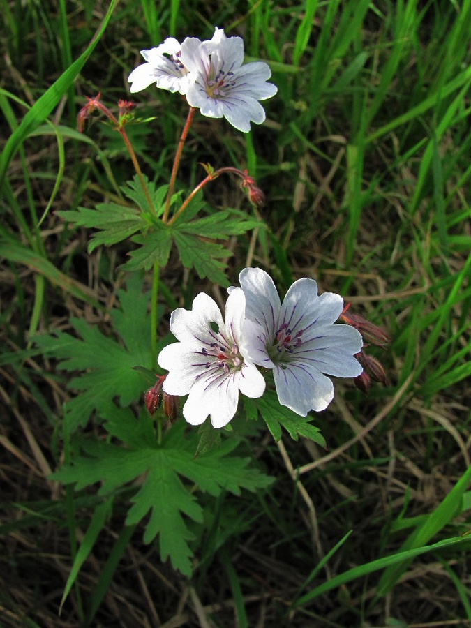 Image of Geranium krylovii specimen.