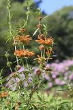 Leonotis leonurus. Верхушка цветущего и плодоносящего растения. Испания, автономное сообщество Каталония, провинция Жирона, комарка Баш-Эмпорда, муниципалитет Палафружель, ботанический сад \"Кап-Роч\". 08.10.2020.